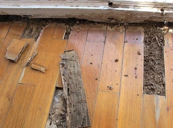 Không nên lát sàn gỗ vì hay bị mối mọt